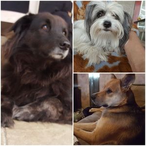 Meet your Posher, Denise